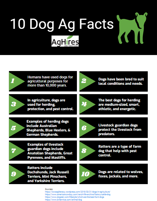 Dog, facts and photos