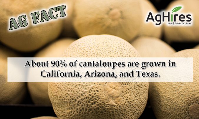 Cantaloupe