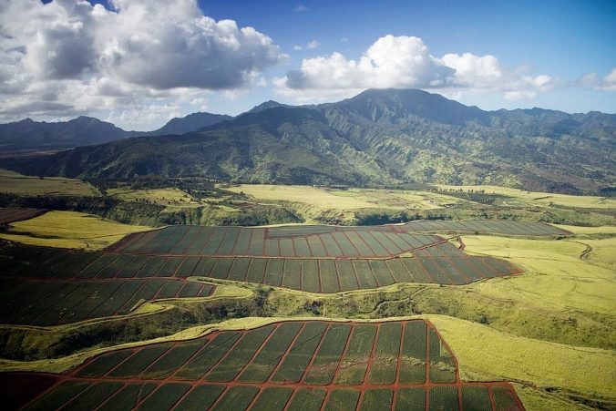 pineapple-fields-996346_1920-676x451