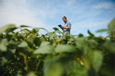 Agronomist standing in soybean field holding a tablet