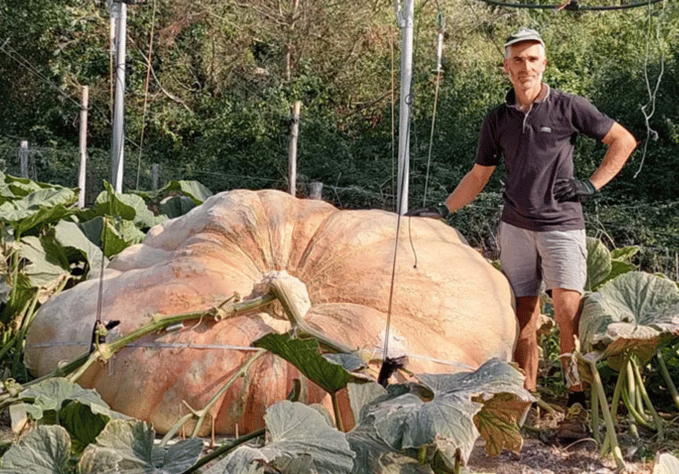 Largest Pumpkin