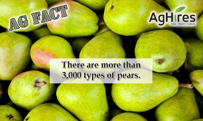 Facts About Pears