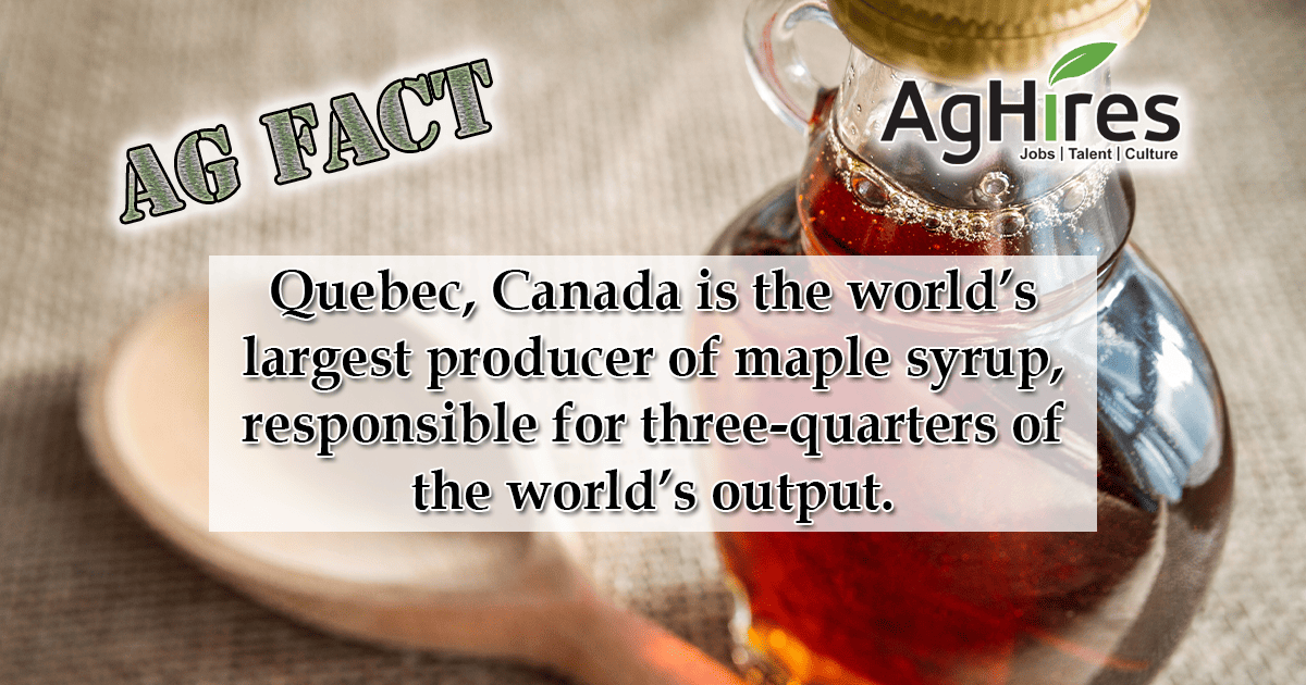 Ag-Fact Friday Maple-Syrup