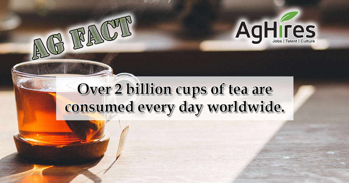 Tea Facts