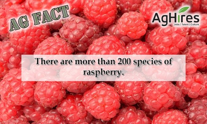 Refreshing Raspberry Facts