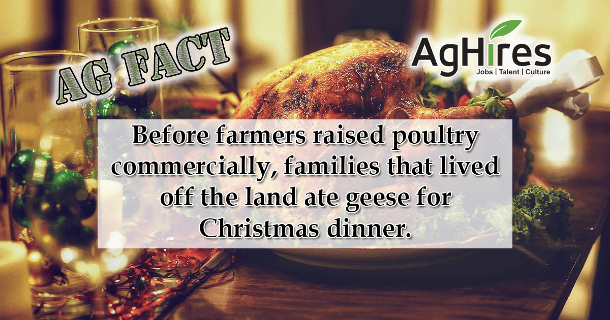 Christmas Food Facts