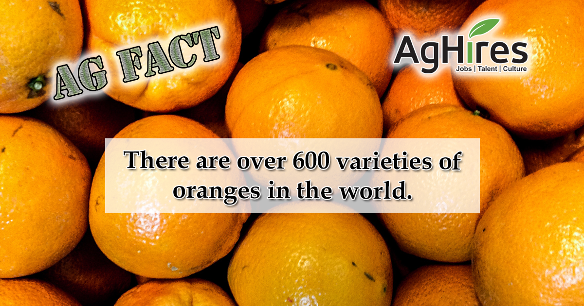 20 Facts About Oranges (and other citrus fruits)