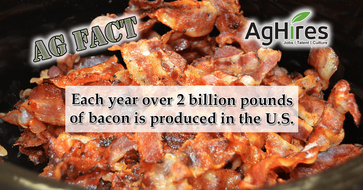 Savory Bacon Facts