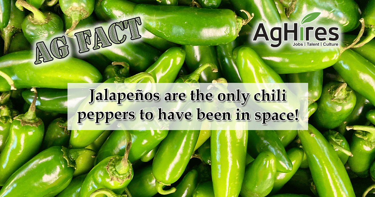 Spicy Jalapeño