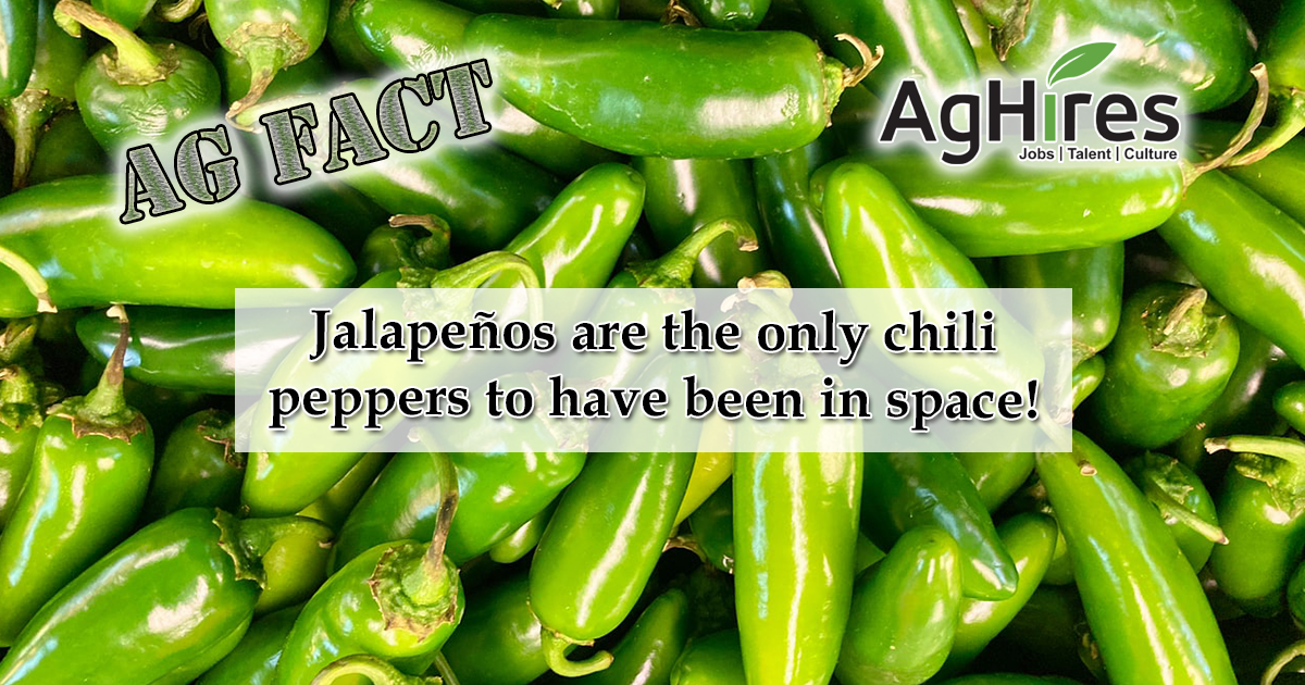 Chili Pepper Fun Facts