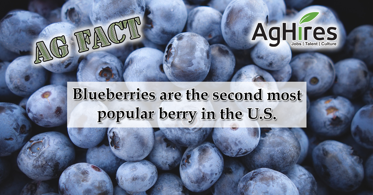 Blueberries Are Second Most Popular Berry In The U S