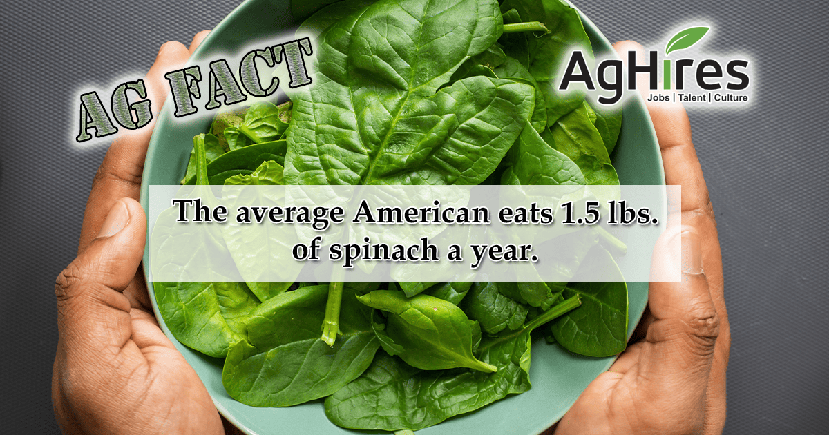 Spinach Facts