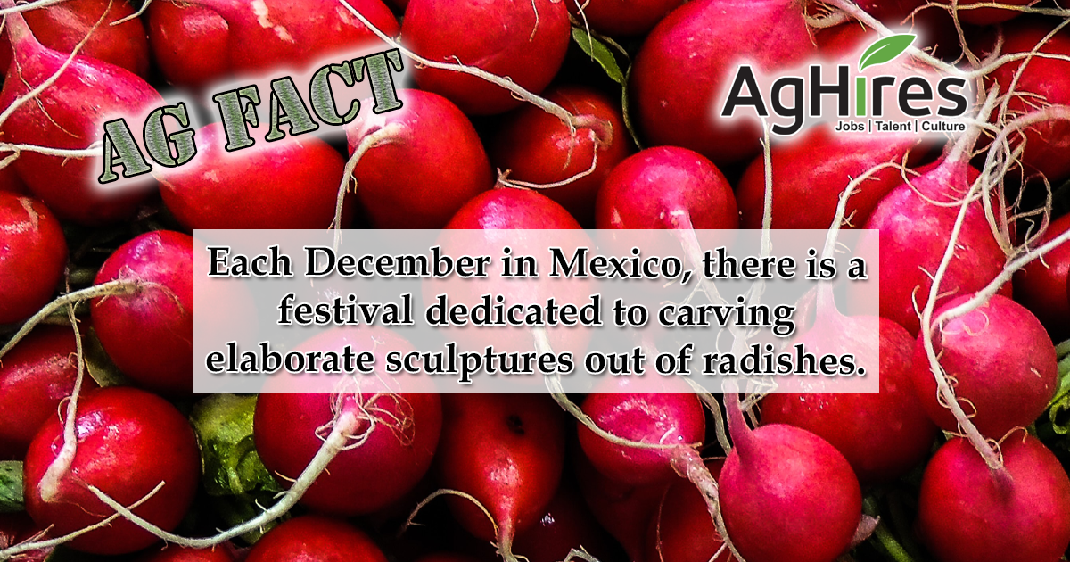 Radishes