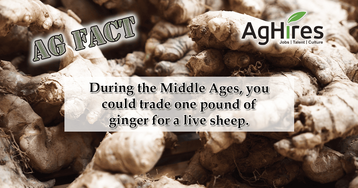 Ag-Fact Friday Ginger