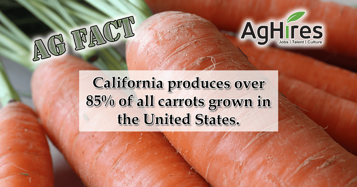 Carrot Facts