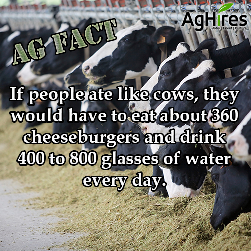 Cows Spend an Average of 6 Hours a Day Eating