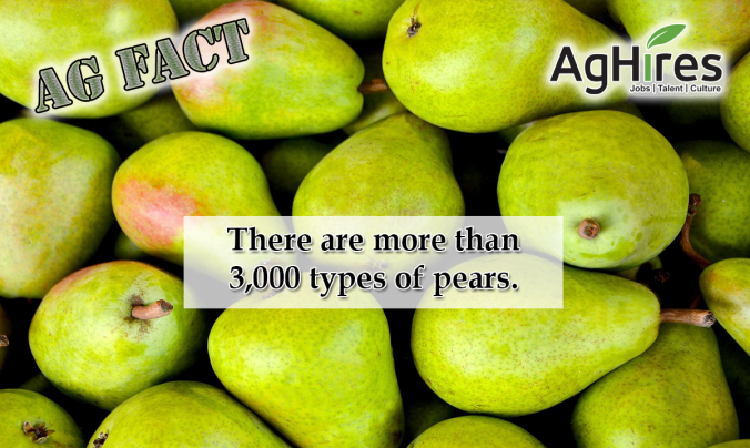 Types of Pears & Other Pear Facts