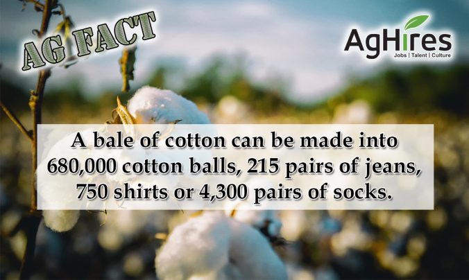 Cotton Facts