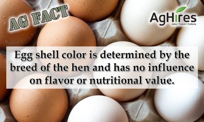 Egg Facts