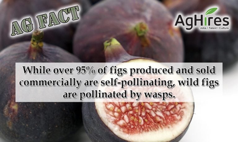 Figs are Pollinated by Wasps