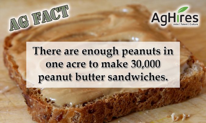 Facts for Peanut Butter Lovers