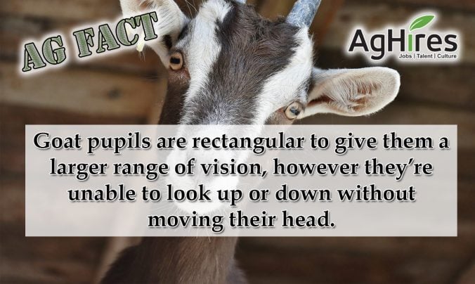 Goat - Description, Habitat, Image, Diet, and Interesting Facts