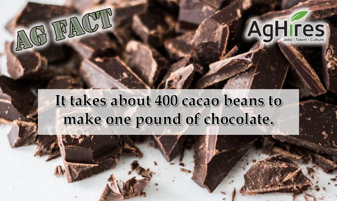 Cacao Beans make