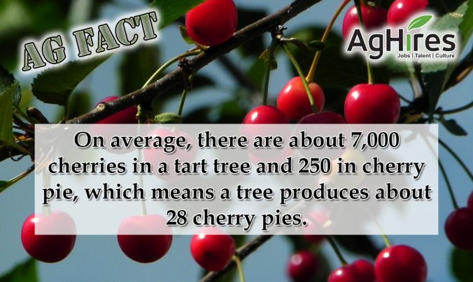 Is Cherry a Fruit? Cherry Facts You Need to Know - Edible® Blog