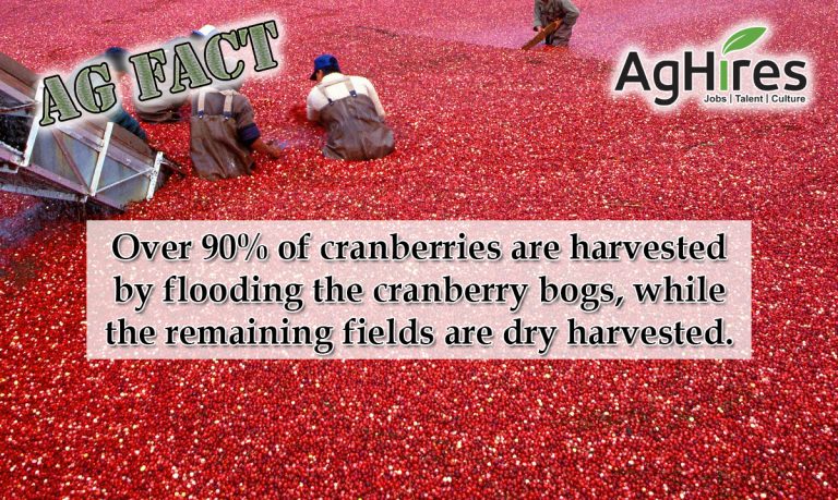 Cranberry Facts, History of the Cranberry