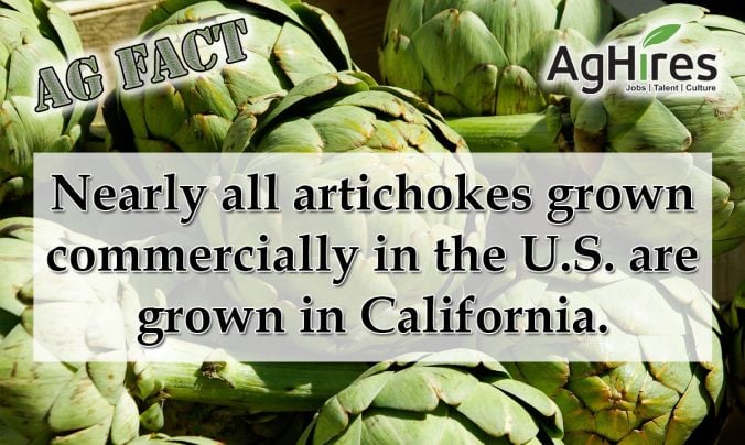 20 Artichoke Facts