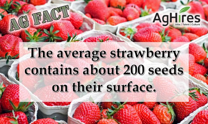 Strawberry Fun Facts