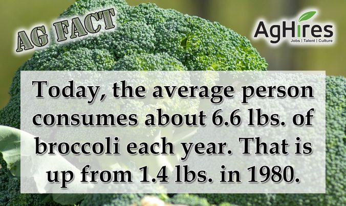 Broccoli’s Popularity is Rising