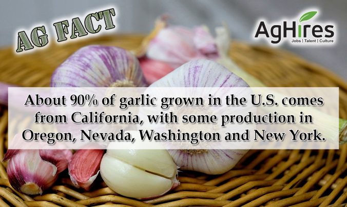 Garlic Ag Facts