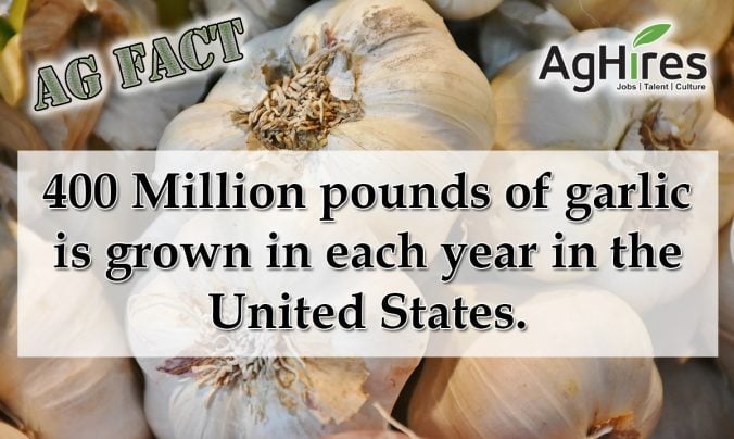 Garlic Grown