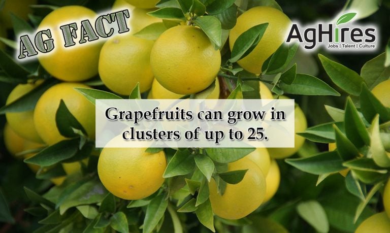 Grapefruit