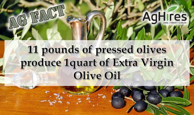 Olive Facts
