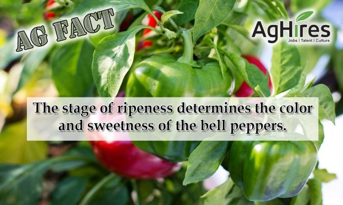 Red Bell Peppers Information and Facts