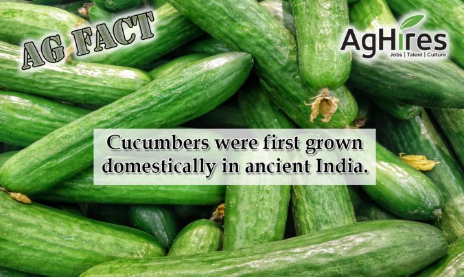 20 Cucumber Facts