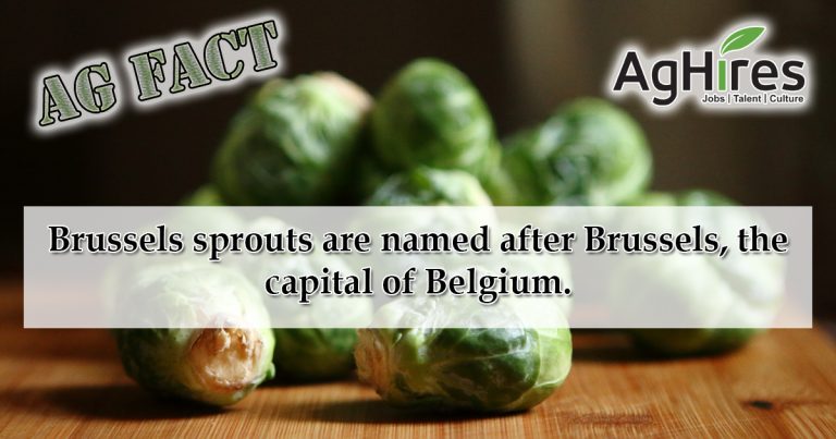 Brussels Sprout