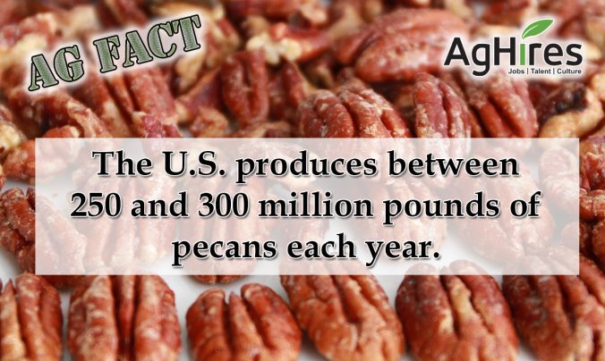 Pecans are Produced