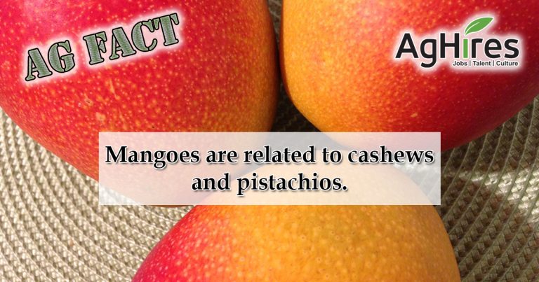 Ten Fun Mango Facts - It's Mango Season! – Ideal Wrap