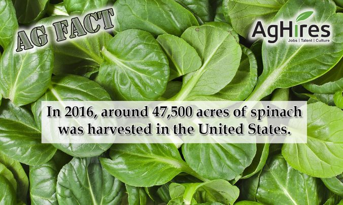 Spinach Facts