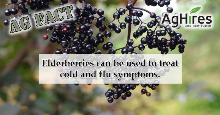 Elderberry