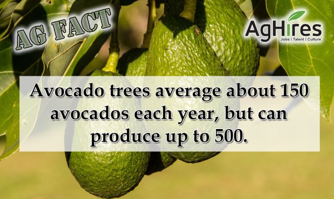 Avocado Facts