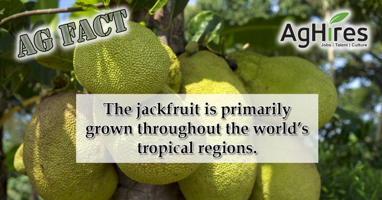 Jackfruit