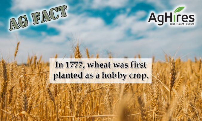 Wheat Facts