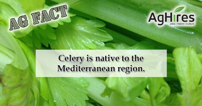 Cool Celery