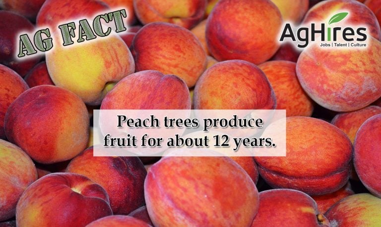Facts about Peaches