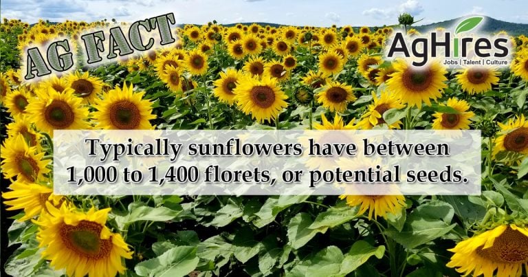 Sunflower Fun Facts You Didn't Know But Now You Do