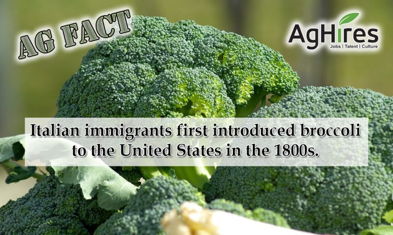 Facts about Broccoli